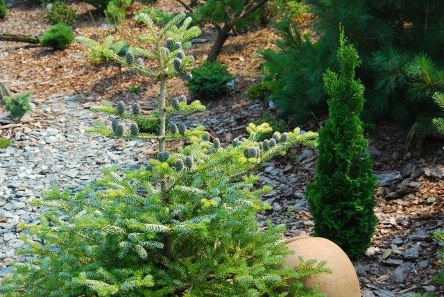 Abies koreana Silberlocke Thuja occidentalis Brobeсk s Tower